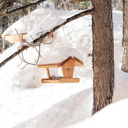 체사 스푸온다스